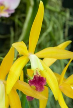 Cattleya Amelia