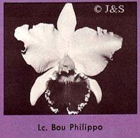 Cattleya Bou Philippo