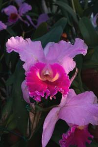 Cattleya Bruno Alberts