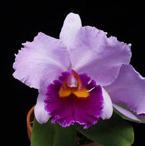 Cattleya Casitas Spring