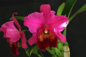 Cattleya Empress Elizabeth