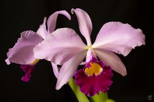 Cattleya Eximia