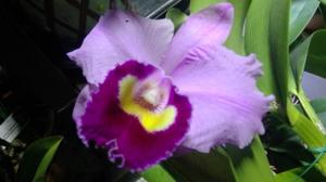 Cattleya Gaillard