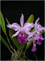 Cattleya Gaillard