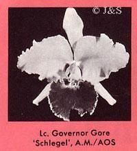 Cattleya Governor Gore