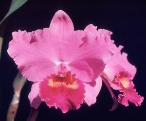 Cattleya Hyperion