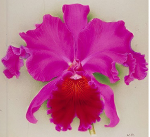 Cattleya Ishtar