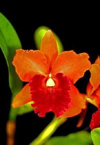 Cattleya Jourtip