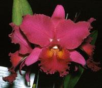 Cattleya Memoria Walter Armacost