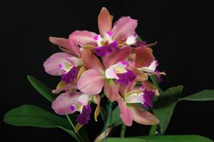 Cattleya Nell Clark