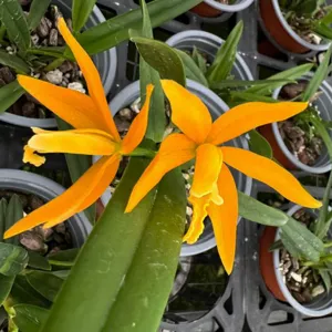 <i>Cattleya</i> Orange Delight