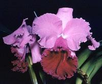 Cattleya Princess Woodstar