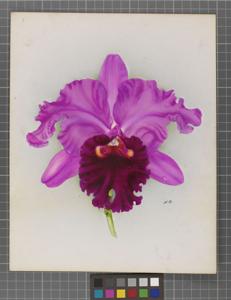 Cattleya Queen Mary