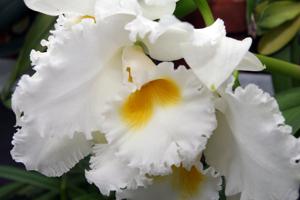 Cattleya Barbara Billingsley