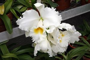 Cattleya Barbara Billingsley