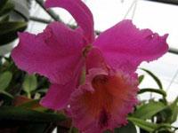 Cattleya Dark Emperor