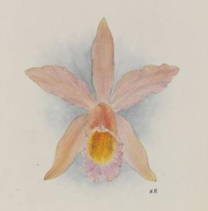 Cattleya Fulvescens