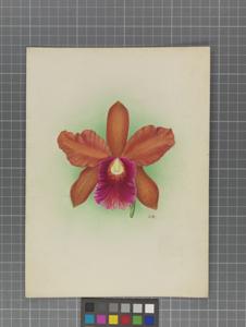 Cattleya Graniris