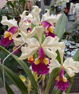 Cattleya Hardyana (1896)