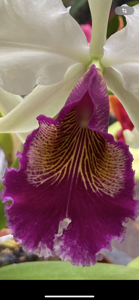 Cattleya Hardyana (1896)