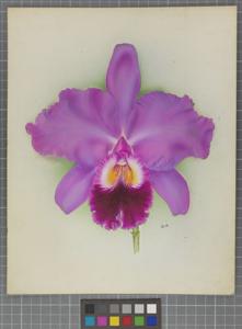 Cattleya Hentschelii