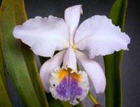 Cattleya Intertexta