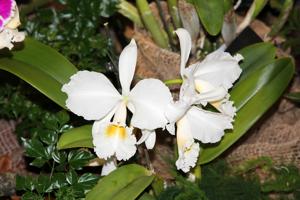 Cattleya Intertexta