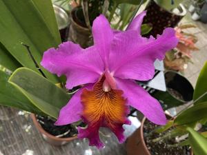 Cattleya Leda (1900)