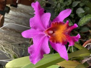 Cattleya Leda (1900)