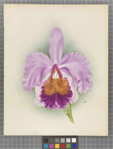 Cattleya Luegeae