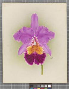 Cattleya Luegeae