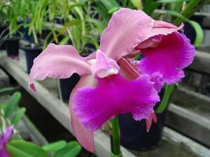 Cattleya Rembrandt