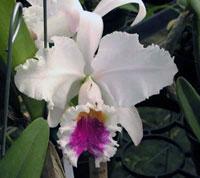 Cattleya Rita Renee