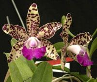 Cattleya Seagulls Black Knight