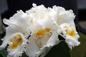 Cattleya Swan