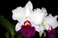 Cattleya Swan