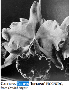 Cattleya Tethys
