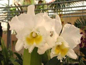 Cattleya White Belle