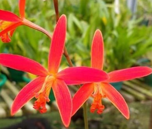 Cattleya Seagulls Milarina