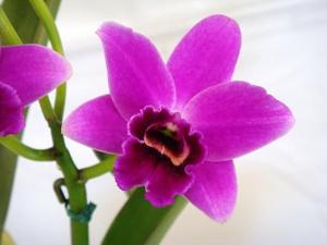 Cattleya Starry Sky