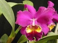 Cattleya Albert Hollingsworth