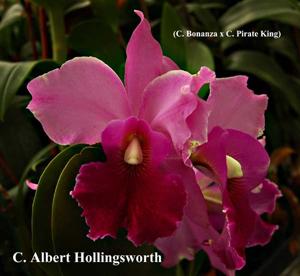 Cattleya Albert Hollingsworth