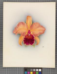 Cattleya Alma