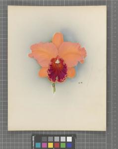 Cattleya Alma