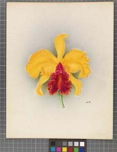 Cattleya Alma