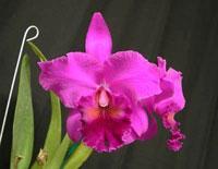 Cattleya American Velvet