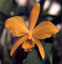 Cattleya Brilliant Orange