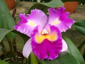 Cattleya Color Guard