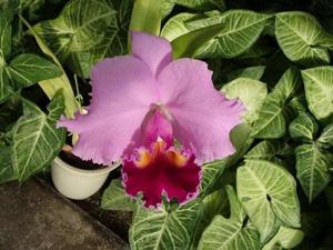 Cattleya Consul