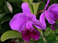 Cattleya Cuesta